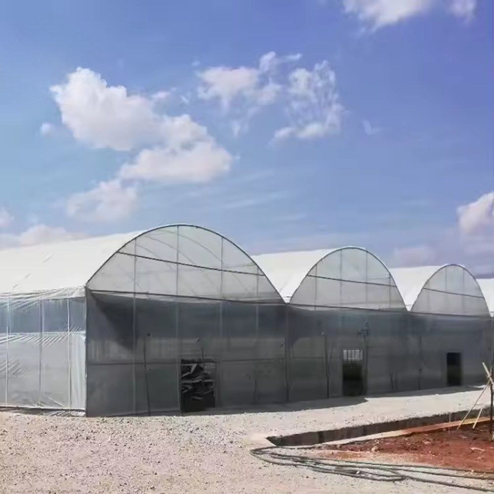 Arched film greenhouses with gable ends under a blue sky