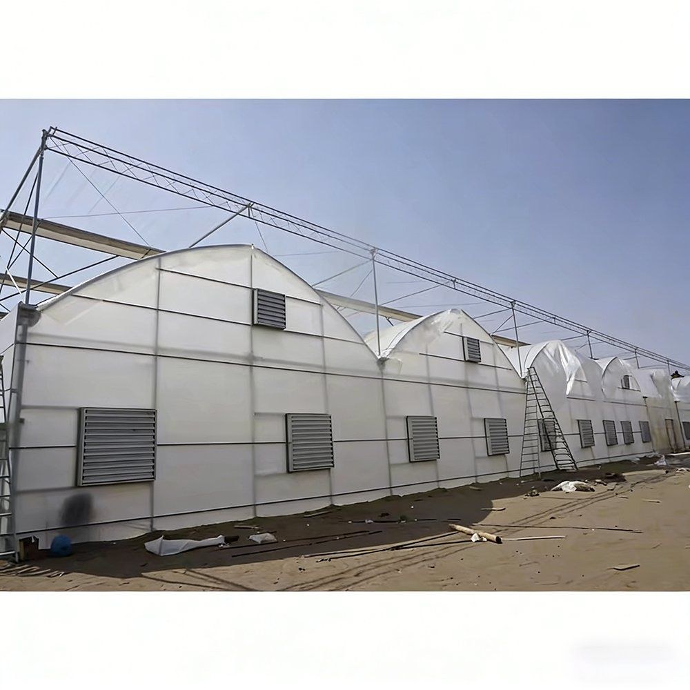 A row of gothic arch film greenhouses with louvre vents in the end walls