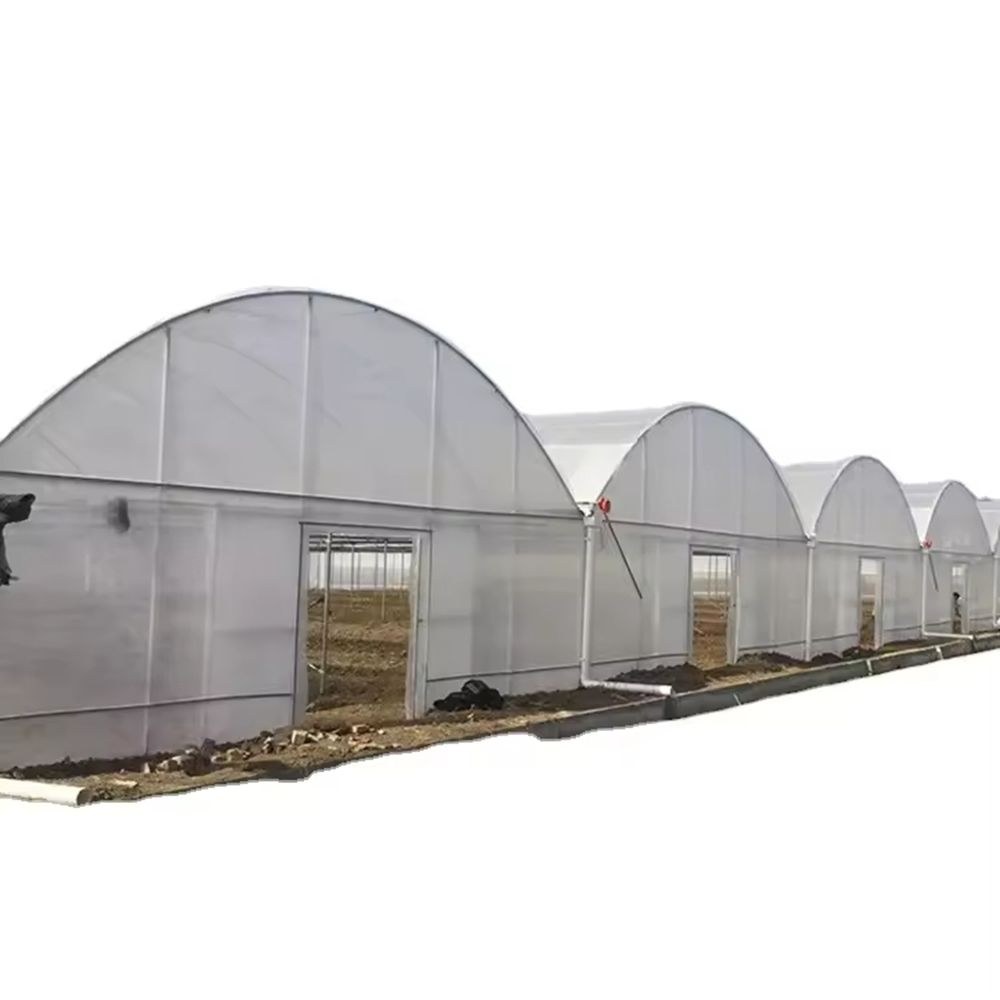 A row of arched multi span film greenhouses with gable end doors