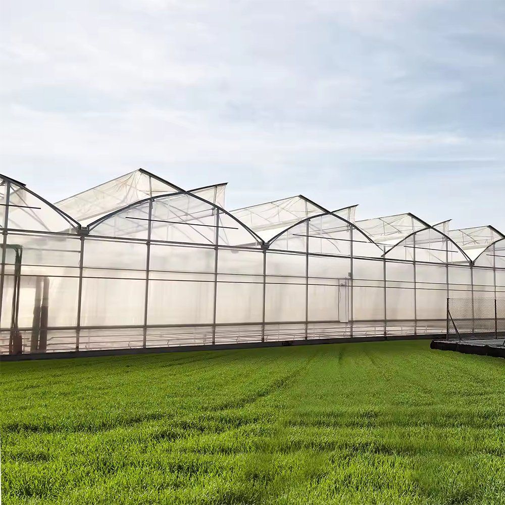 A row of gable film greenhouses with a crop growing in front