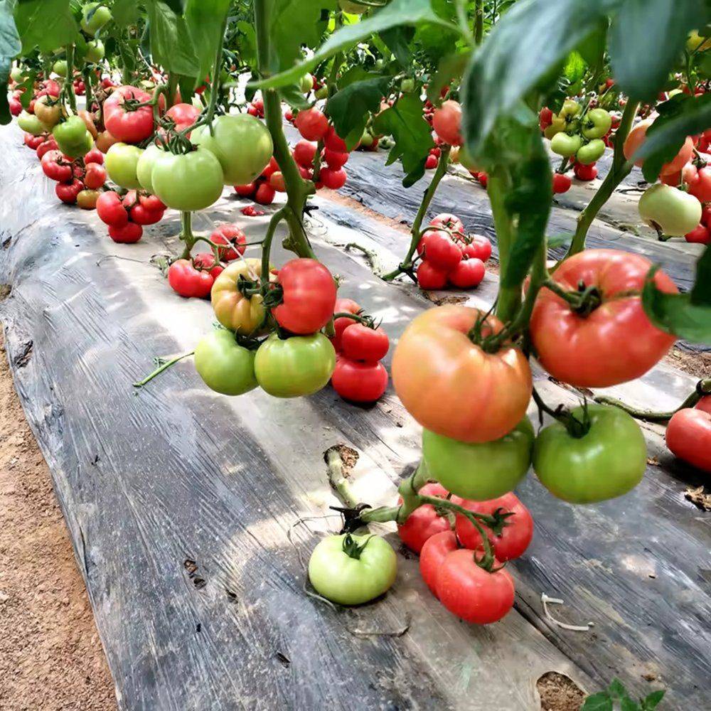 Tomato trusses ripening on the vine