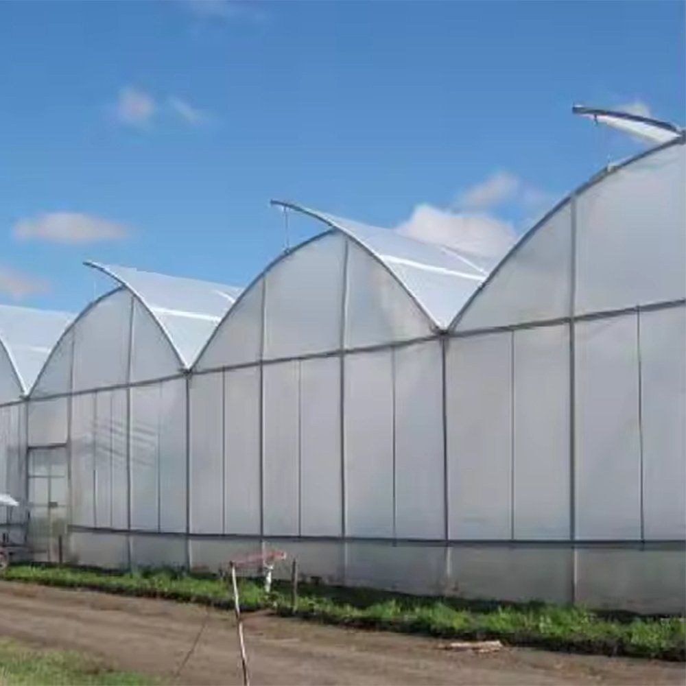 Gothic Tropical Greenhouse for Hydroponic Tomato with Sawtooth Ventilation