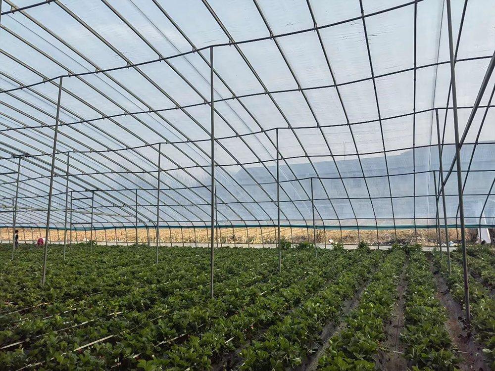 Greenhouse frame built from galvanized tube with crop rows beneath