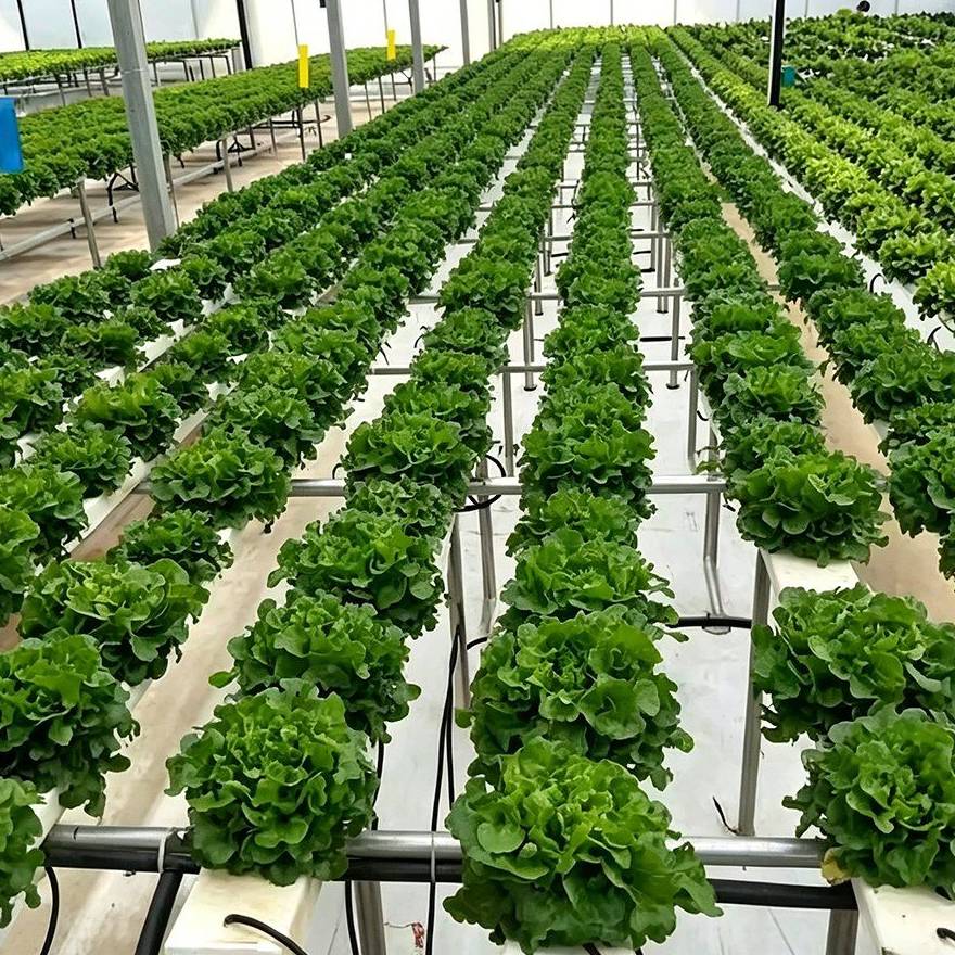 Lettuce growing in white hydroponic channels inside a greenhouse
