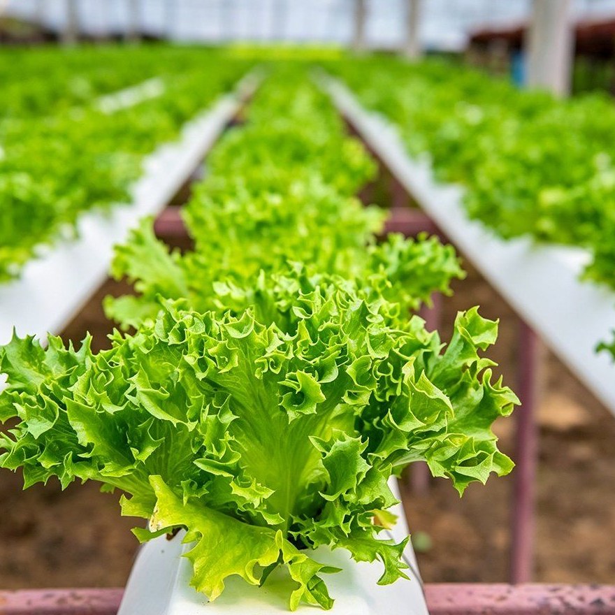 Lettuce close up in a white hydroponic growing channel