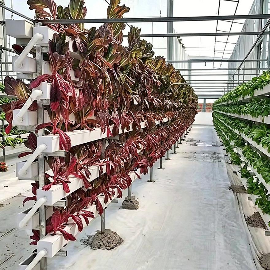 Red leaf lettuce standing in vertical hydroponic channels