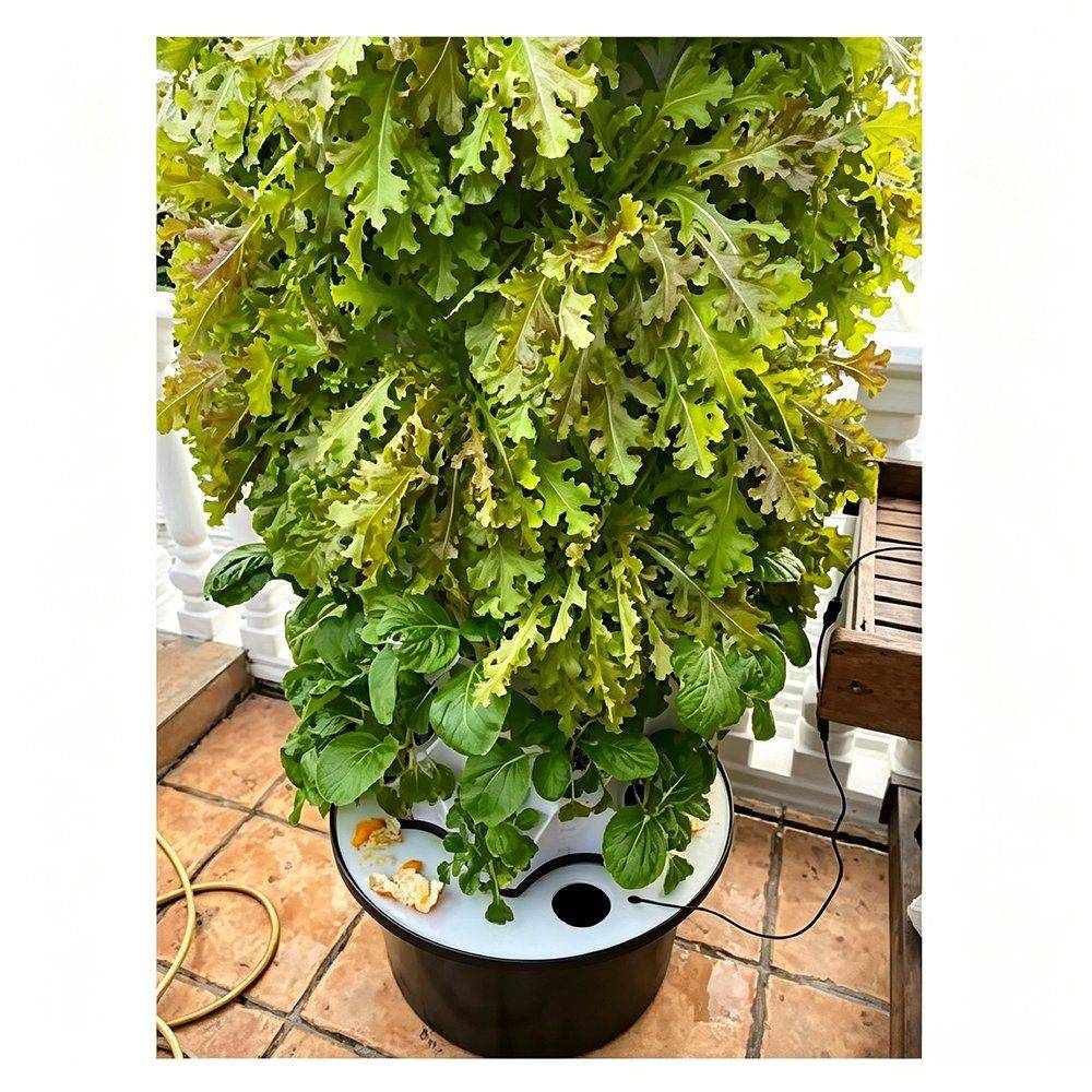 Hydroponic grow tower with dense leafy growth standing on a deck