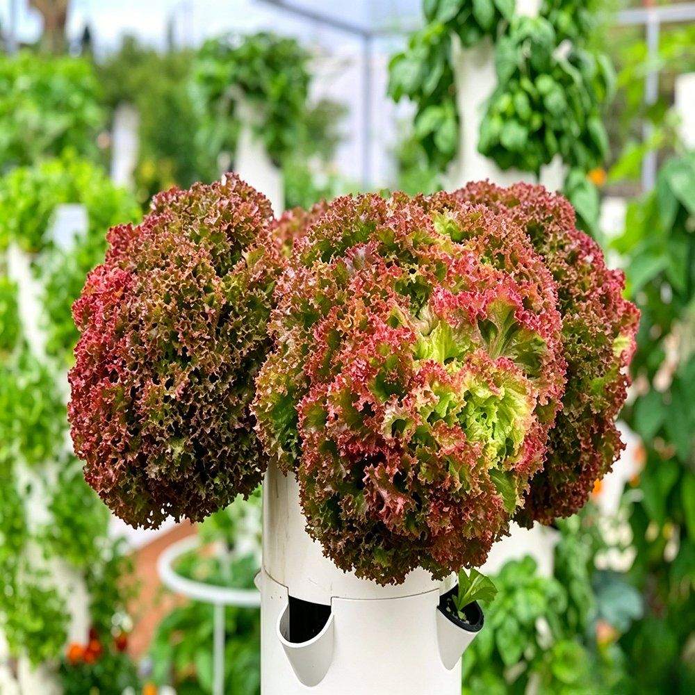Two hydroponic grow towers planted with red and green lettuce