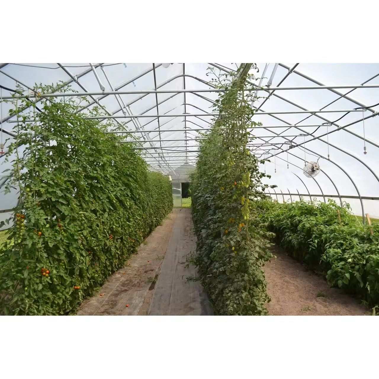 Tomato rows trained up strings under the arch frame of the greenhouse