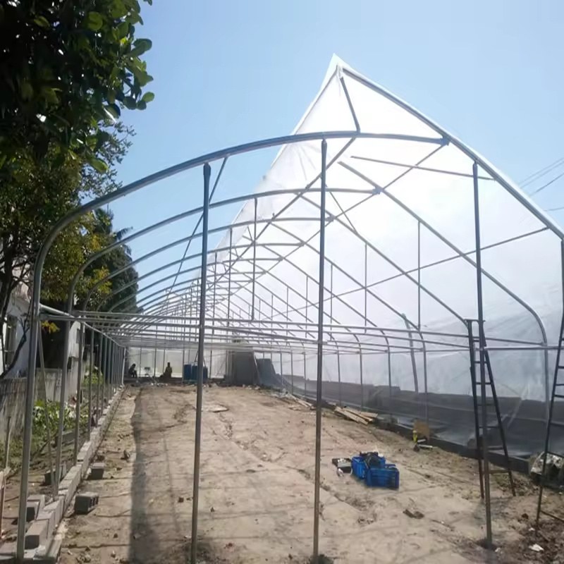 Commercial Single Span Tomato Greenhouse with Hot Dip Galvanized Frame