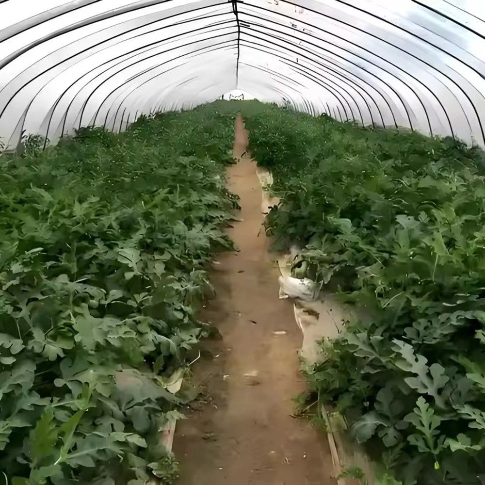 Rows of vegetable plants on the floor of the film greenhouse