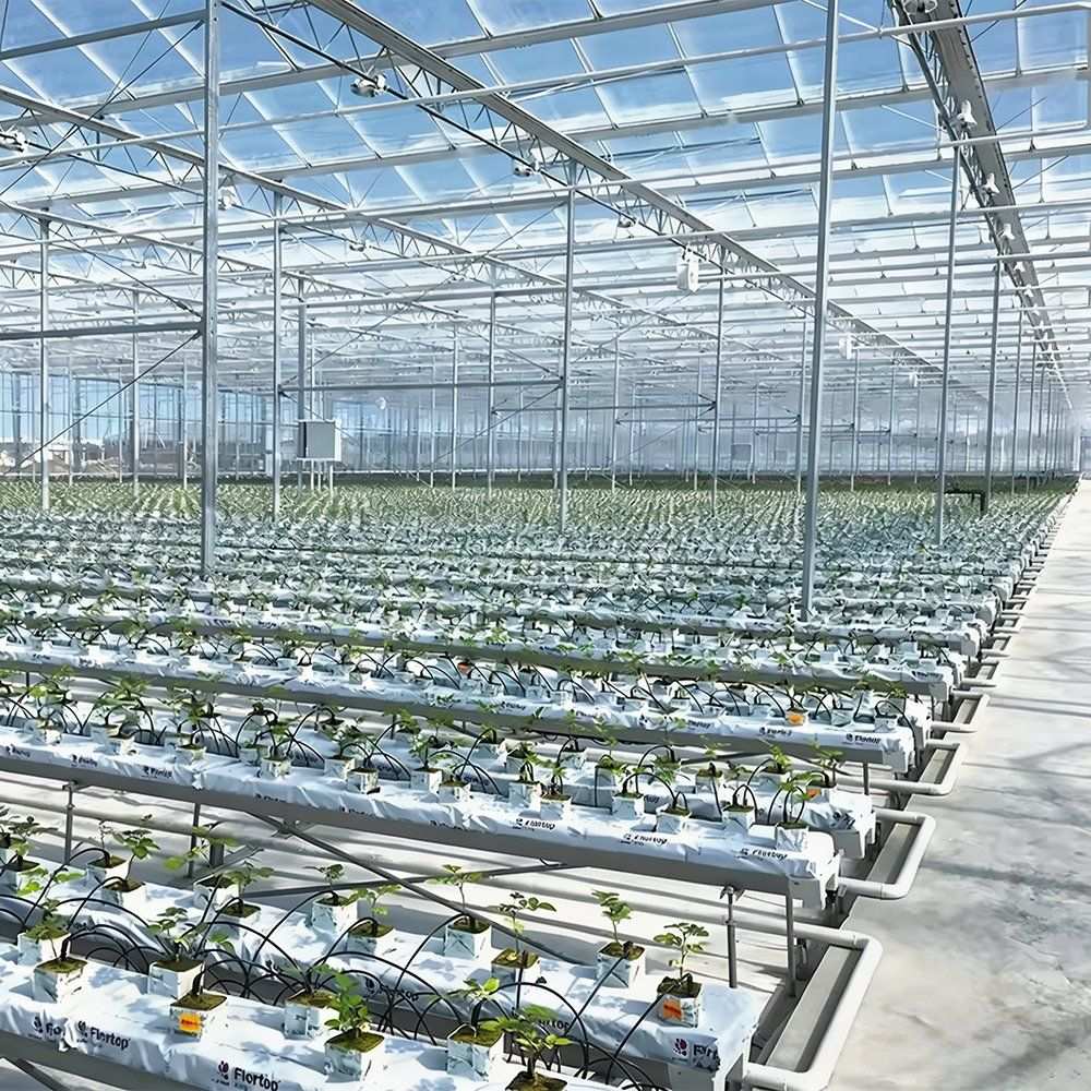 Rows of NFT channels running across the floor of the greenhouse