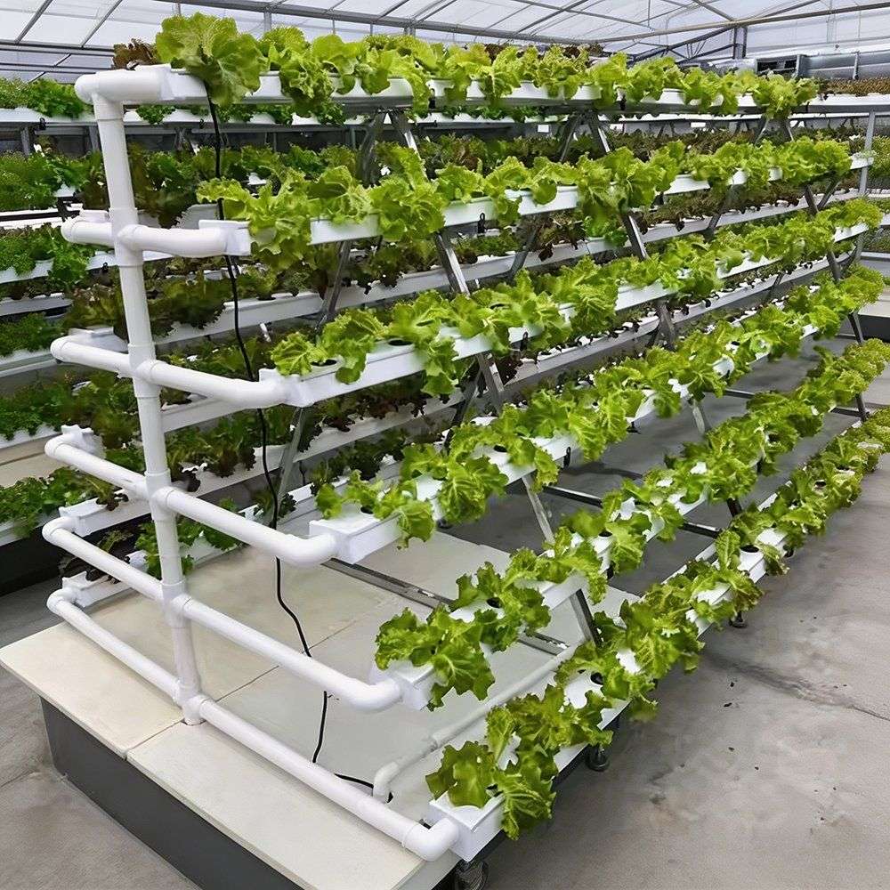 NFT channels on a multi tier rack with lettuce growing in them