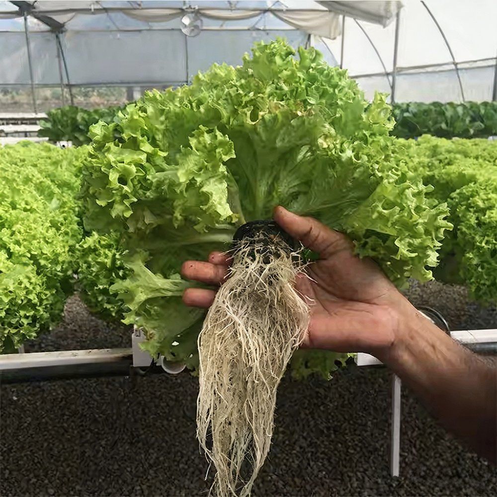 Hand holding a lettuce with the bare roots from a hydroponic system
