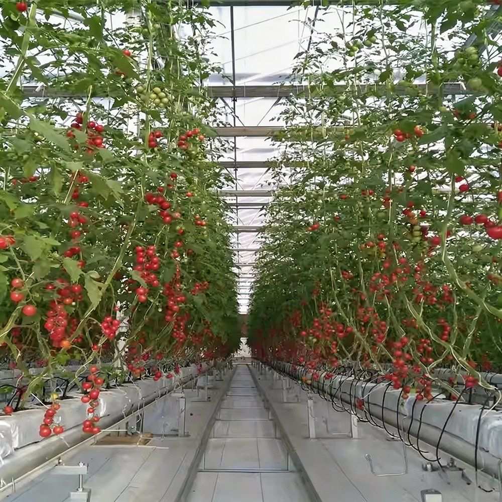 Tomato vines with ripe fruit along a rail in the greenhouse