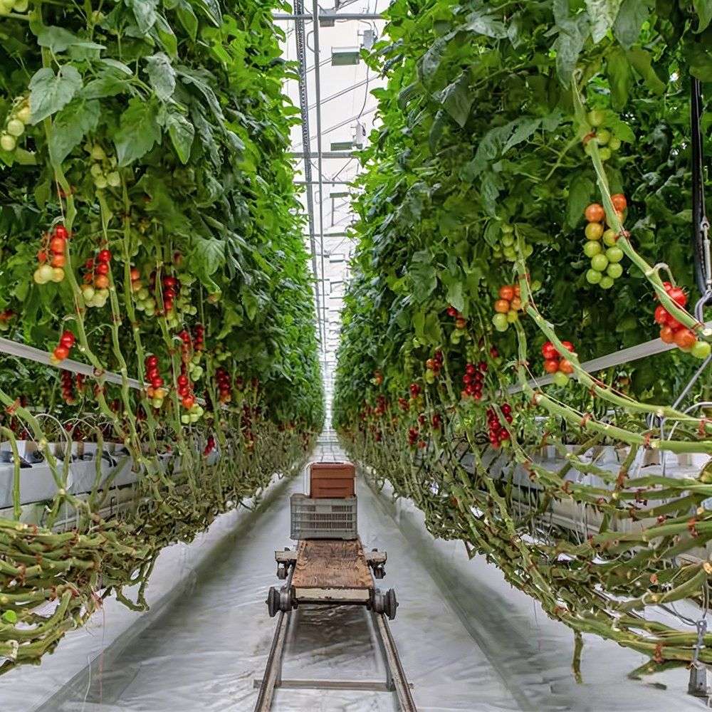 Tomato rows trained up on rails with a picking trolley in the aisle