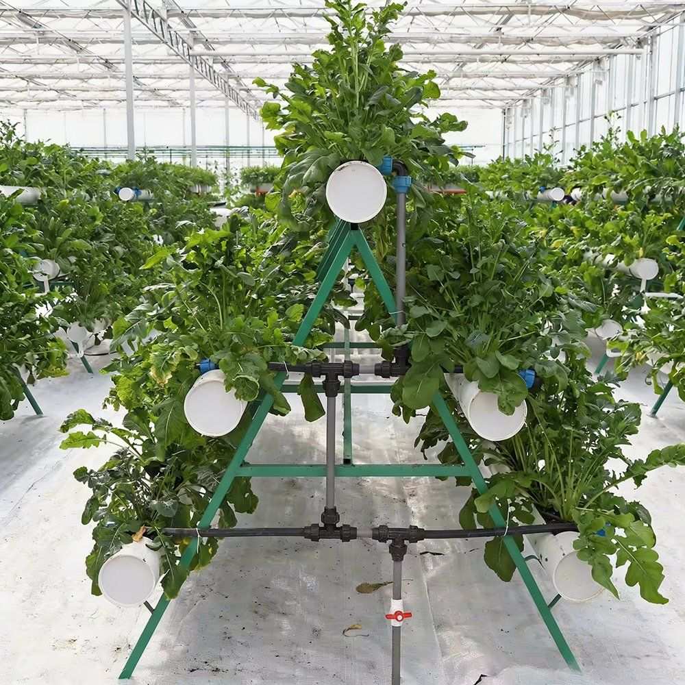 Tomato plants on a trellis frame with drip irrigation lines