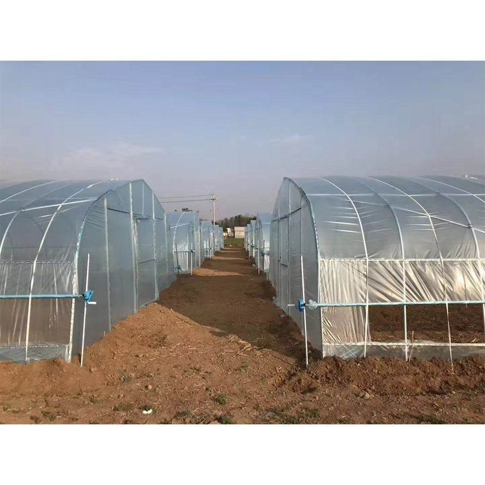 A row of multi span greenhouses on open ground