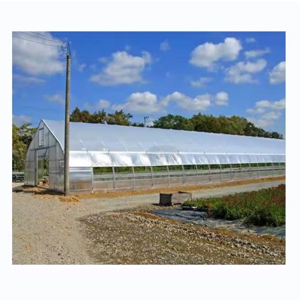 Long multi span greenhouse with panelled side walls standing on open ground