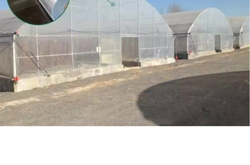 Multi span greenhouse range with panelled side walls along a hard standing
