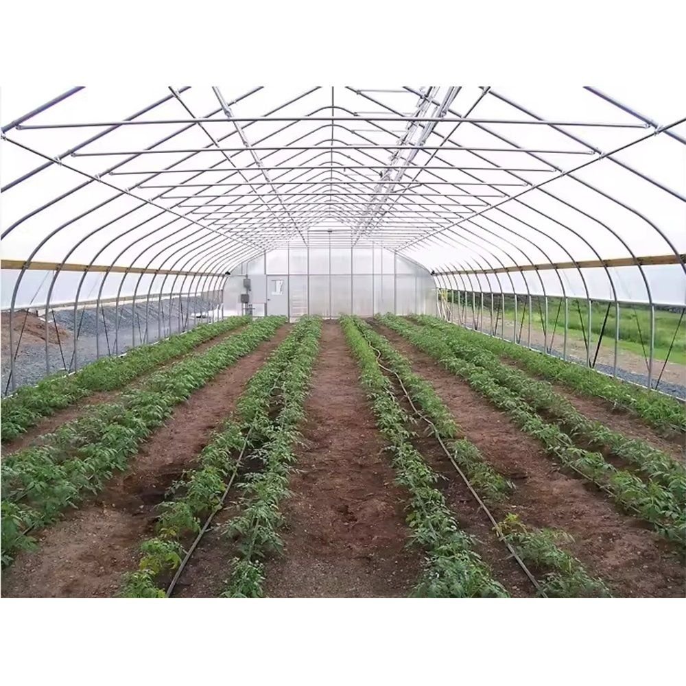 Interior of the multi span greenhouse with crop rows on the floor