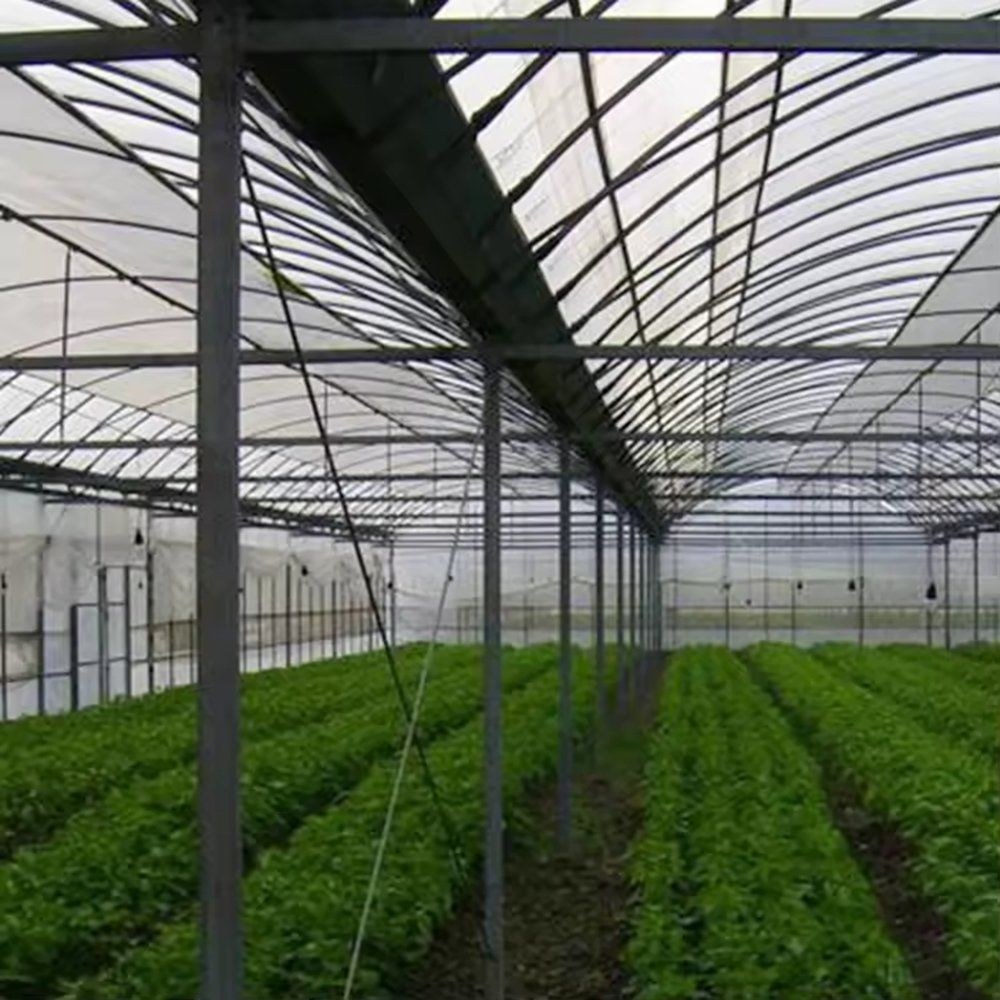 Rows of leafy crop on the floor of the film greenhouse with the frame above