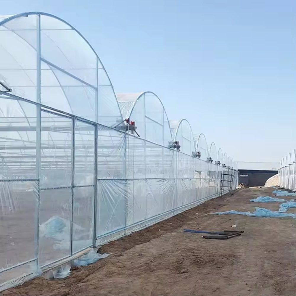 Single Span PE Film Greenhouse with Roll up Side Walls for Tomato Growing