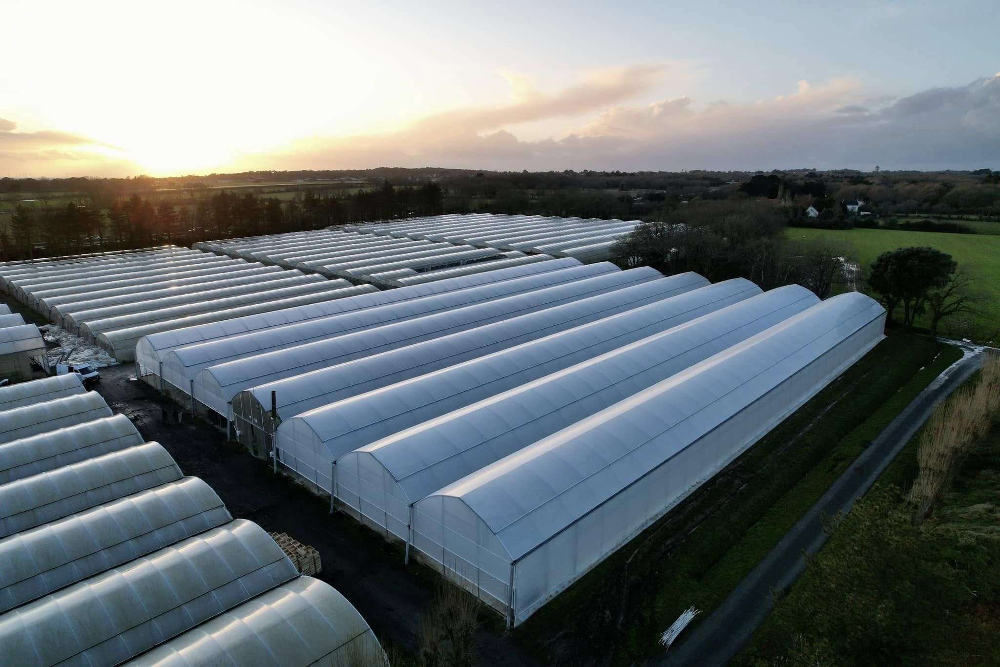 A block of arched film greenhouses seen at sunset