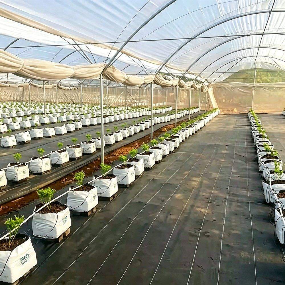Rows of grow bags on the floor of the film greenhouse under the crop
