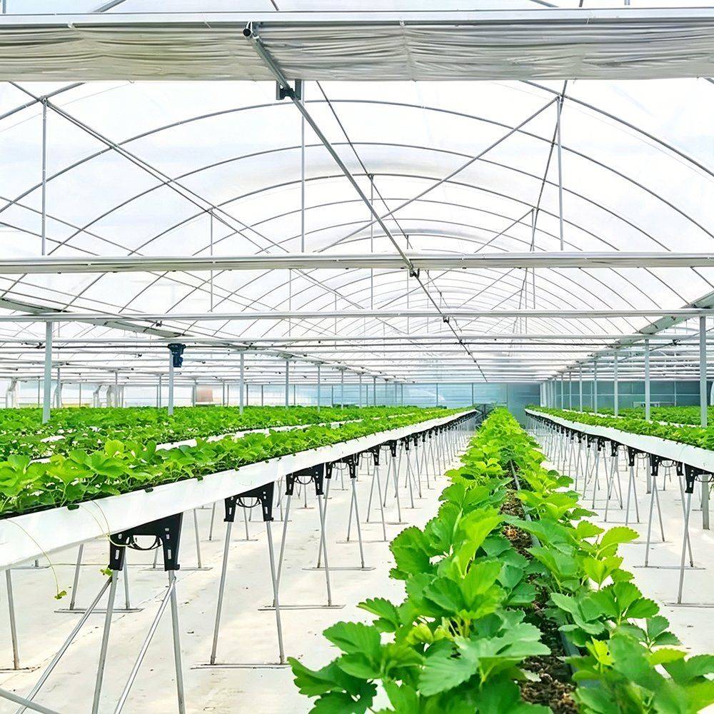 Heavy Duty Reinforced PE Film Greenhouse for Commercial Vegetable Farms