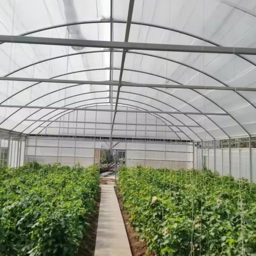 Leafy crop beds running the length of a covered tunnel house
