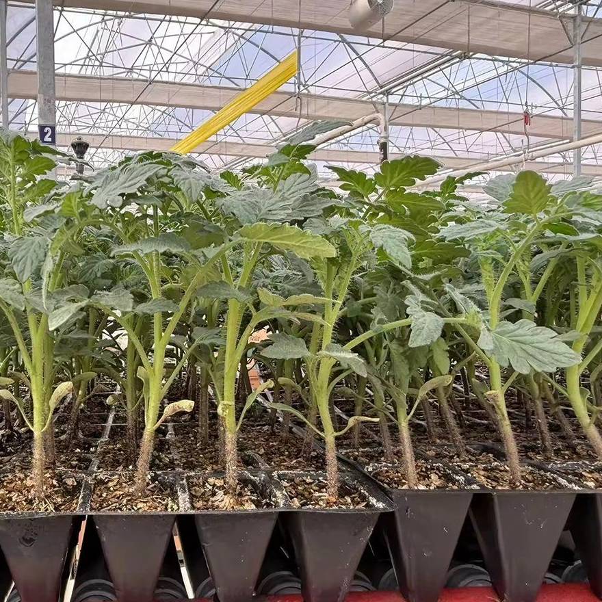 Seedling trays raised on the floor of a film tunnel greenhouse