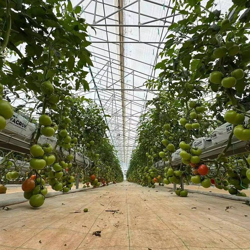 Central aisle between tomato rows inside a film tunnel greenhouse