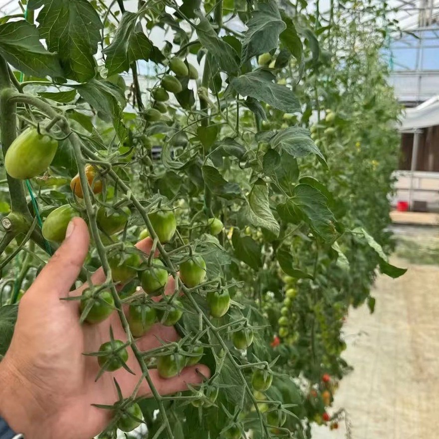 Tomato vines and trusses seen close up under a film cover