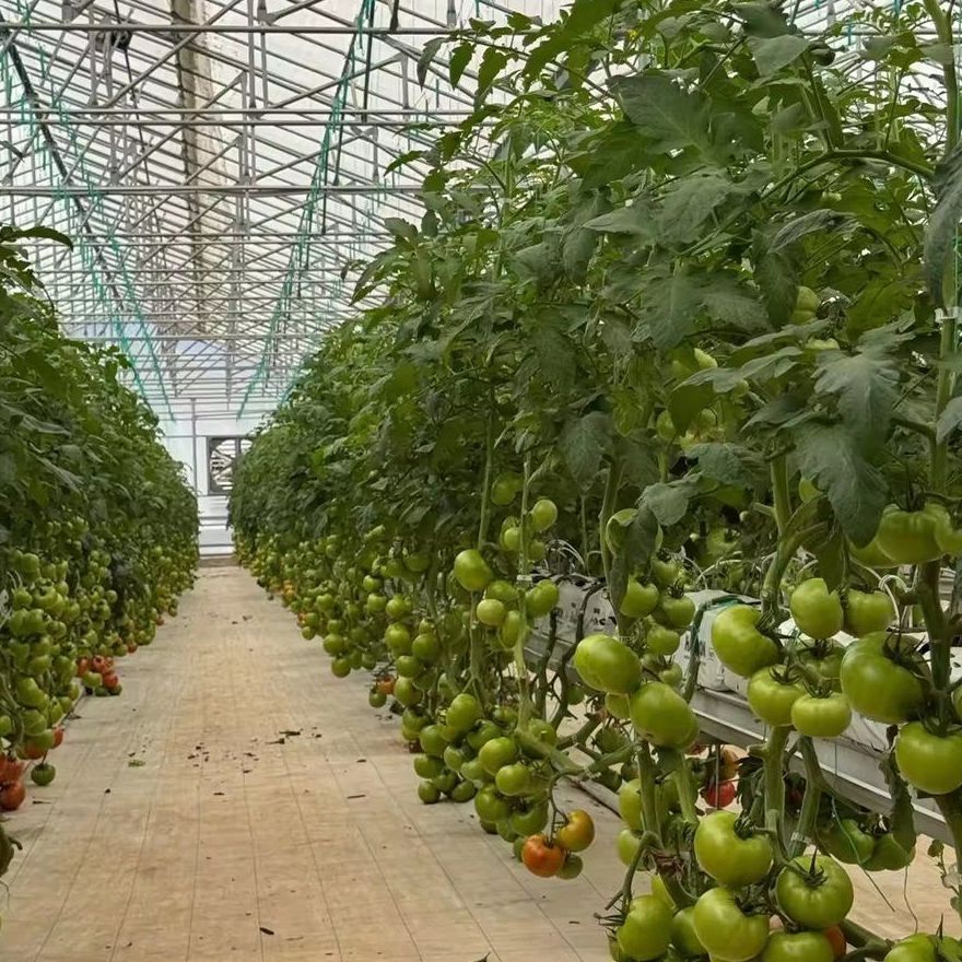 Tomato crop trained on strings along the length of a film tunnel