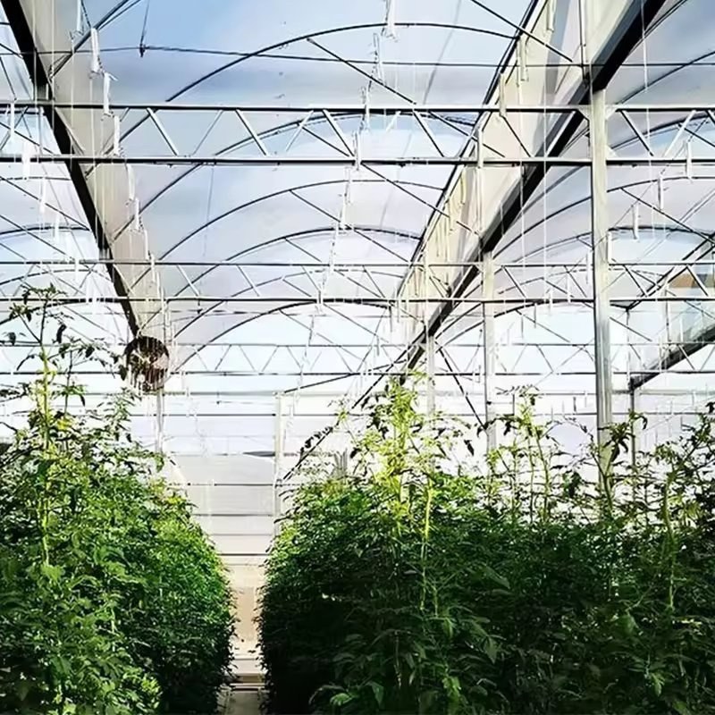 Rows of tall vegetable plants under the film roof of the greenhouse
