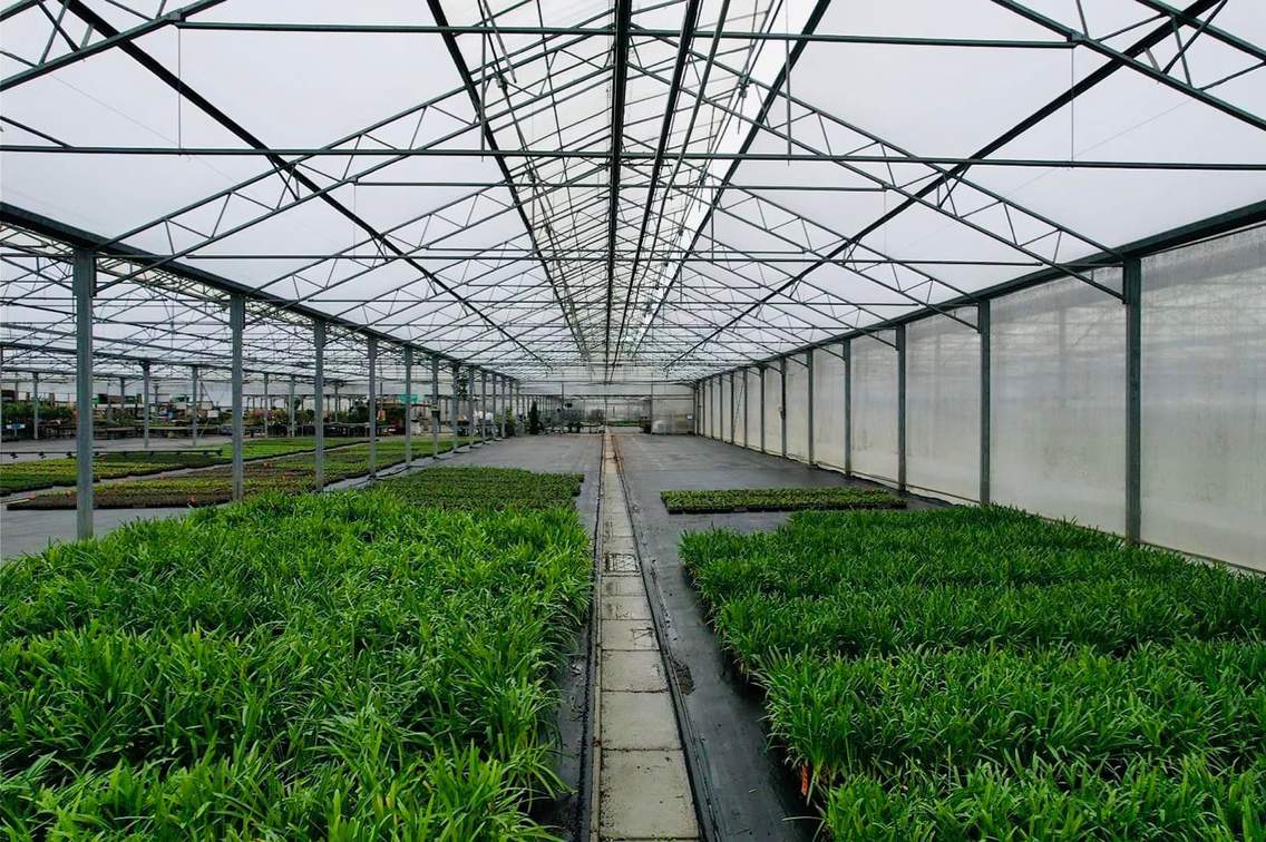 Interior of a multi span film greenhouse with seedbeds of young plants and a central walkway