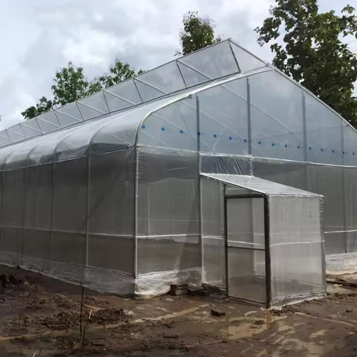Single span film greenhouse standing behind a line of trees
