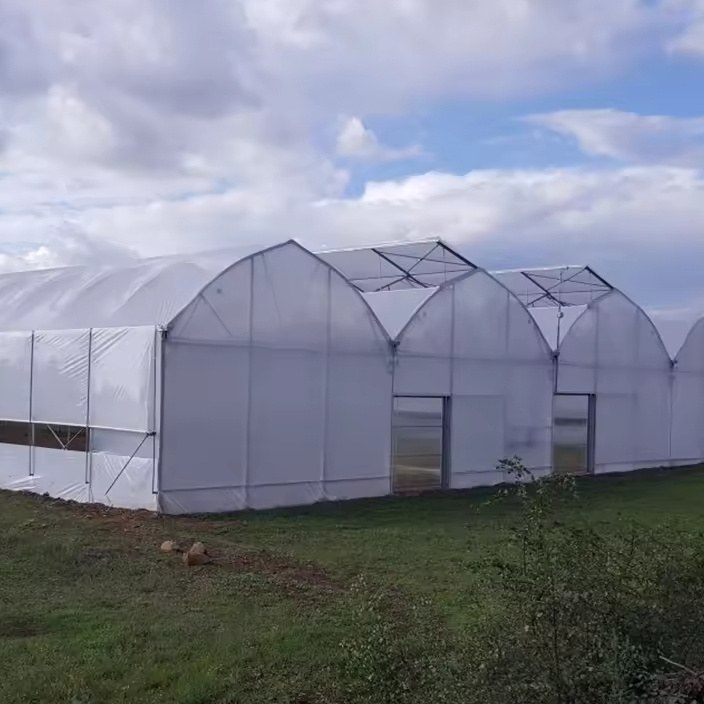 Film greenhouse range under a windy overcast sky