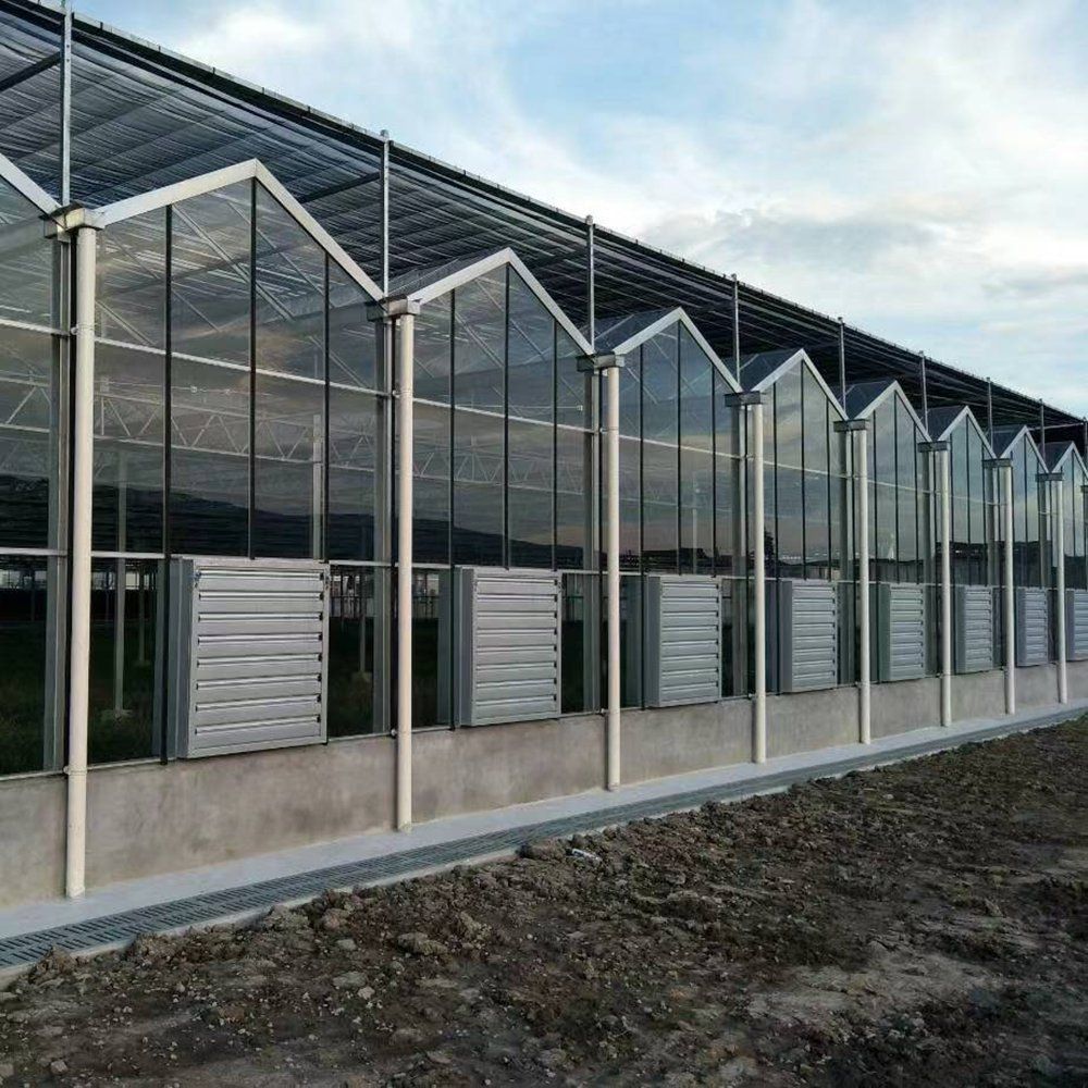 Greenhouse with roof vents open and fan and pad units fitted to the side wall