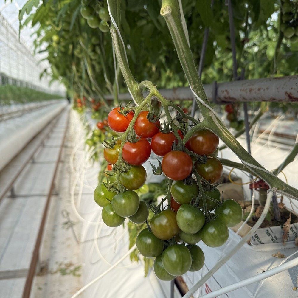Cherry tomatoes ripening on the vine