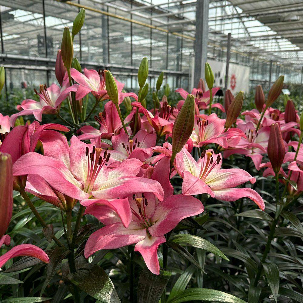 Pink lilies growing in a greenhouse