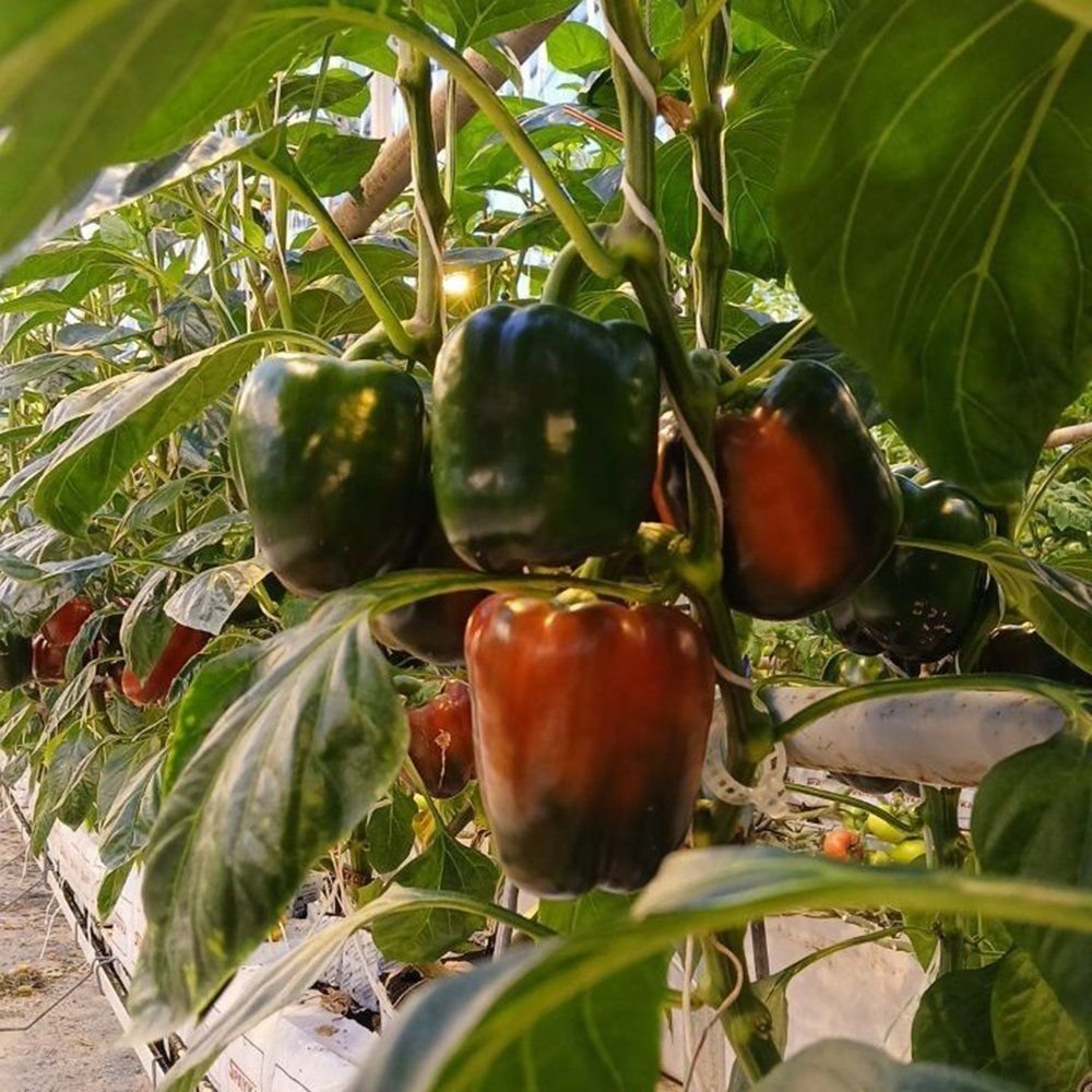 Bell peppers ripening on the plant under cover