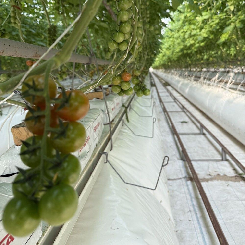 Tomato trusses on the vine above bare ground in the greenhouse