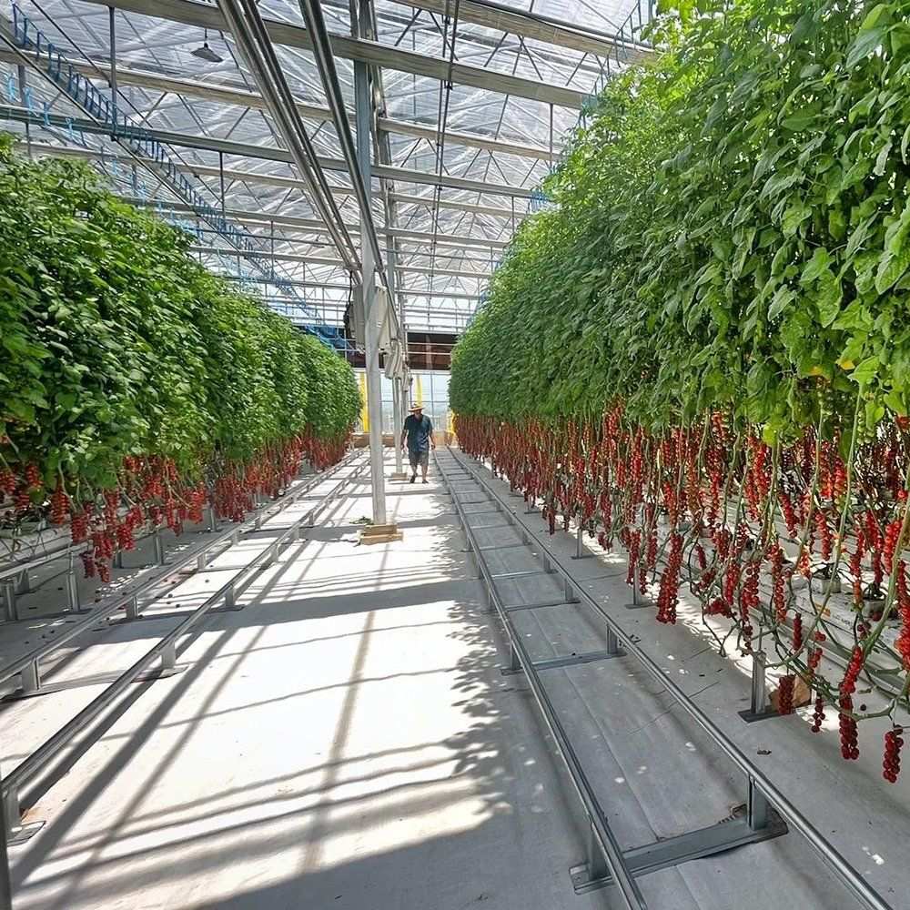 Cucumber rows along a walkway inside the greenhouse