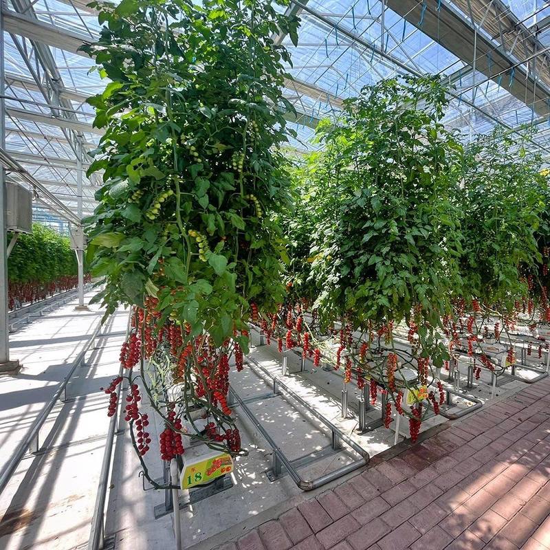 Tomato vines with fruit inside the greenhouse