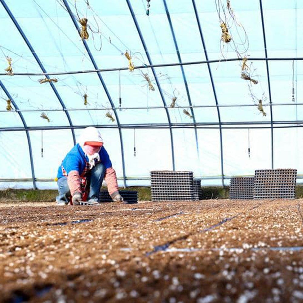 Worker handling seedling trays inside the greenhouse