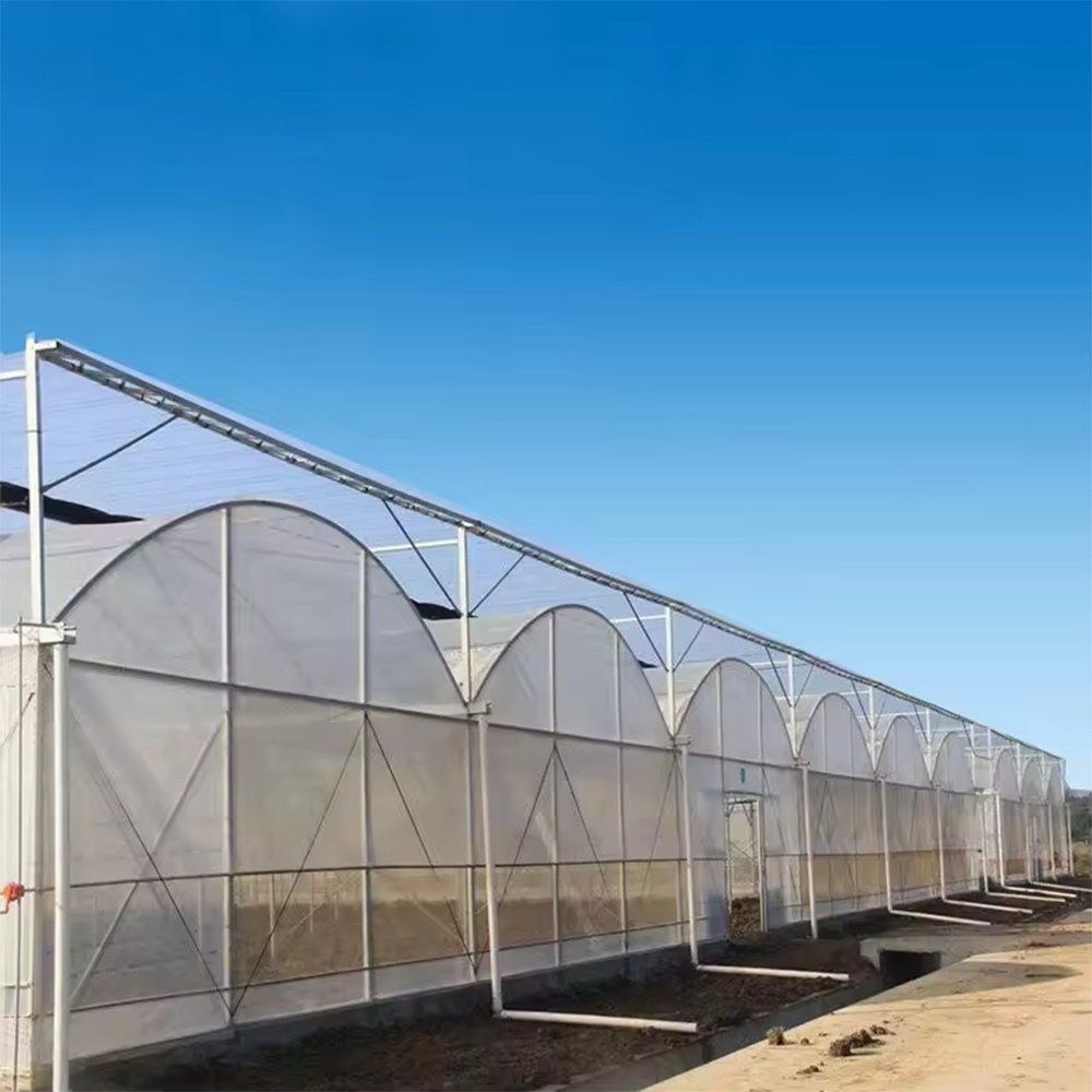 A row of arched film greenhouses with louvre vents in the side walls