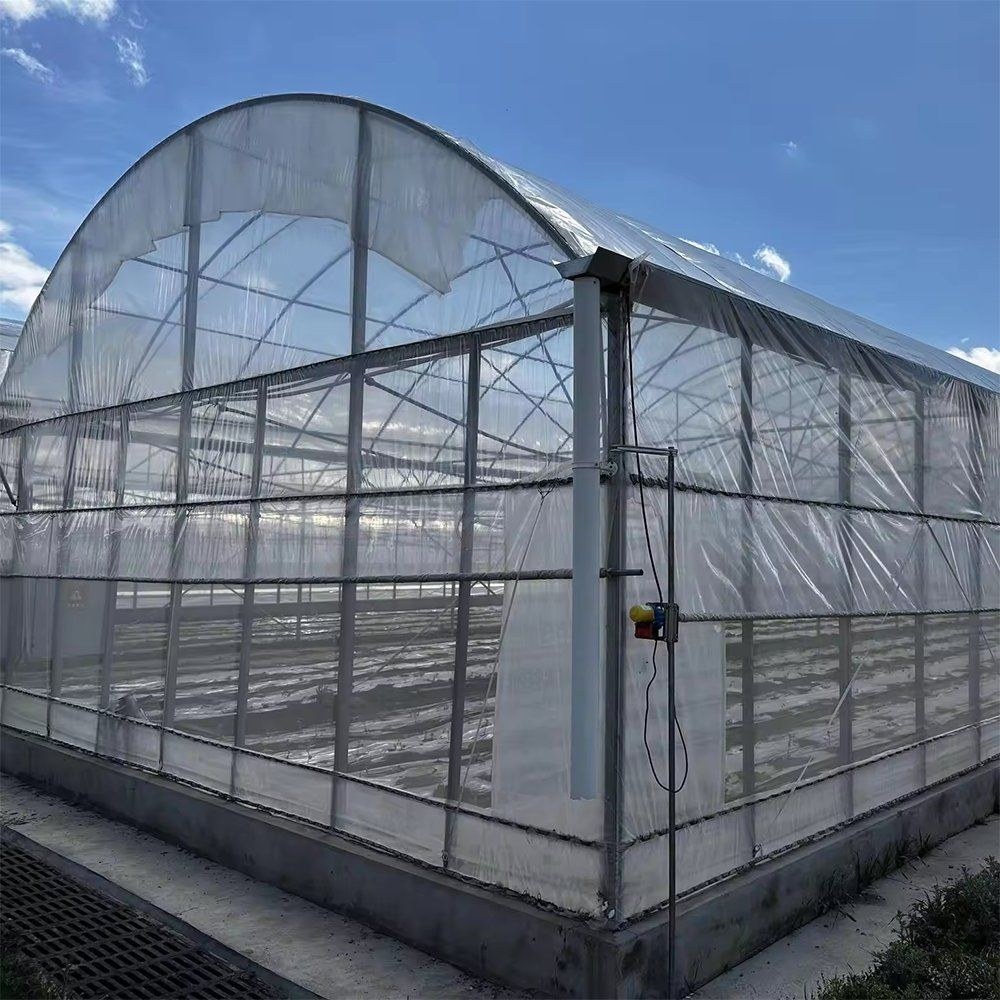 Professional Single Span Plastic Film Tunnel Greenhouse for Tomato Growing