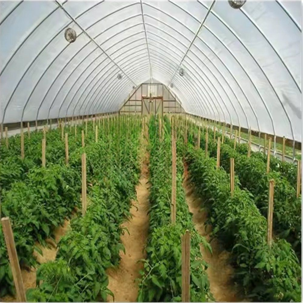 Tomato rows under the film roof of the tunnel greenhouse